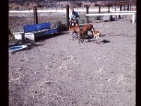 Grandpa Coop feeding the animals